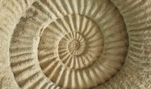 Earth Sciences fossil