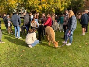 Students enjoying Alpaca visit