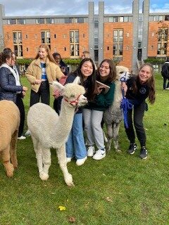 Students enjoying alpacas