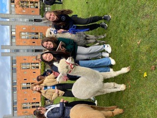 Students enjoying alpacas
