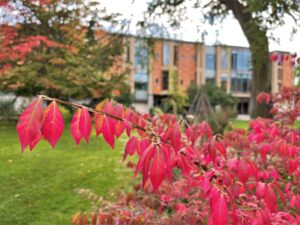 Euonymus alatus Autumn Bed