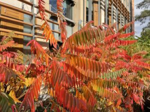 Rhus typhina in China Centre car park