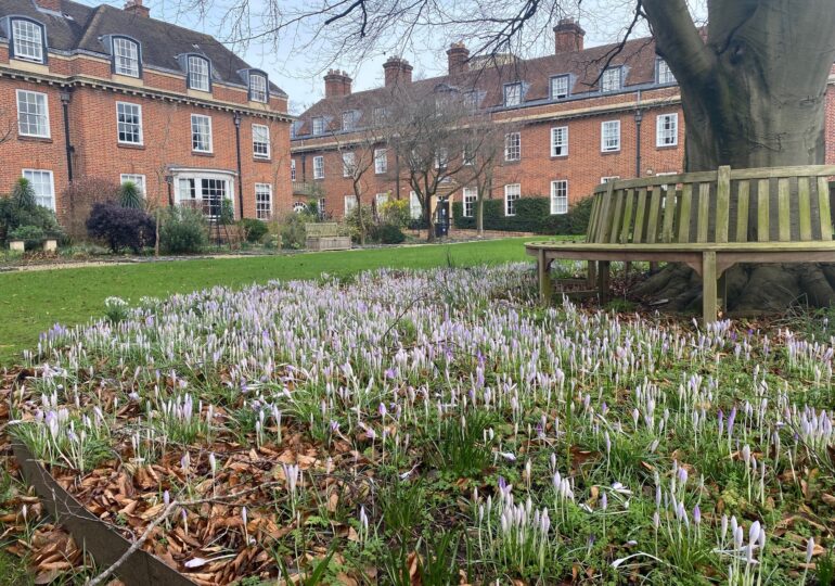 A view of the main building with carpet of crocus in foreground in spring