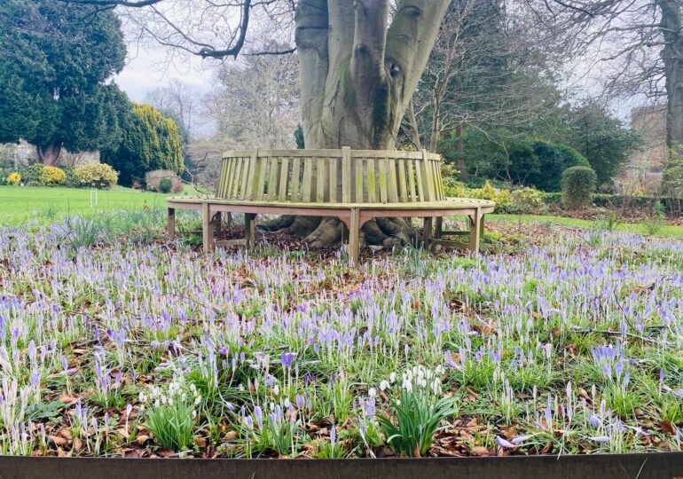 The tree bench surrounded by crocuses