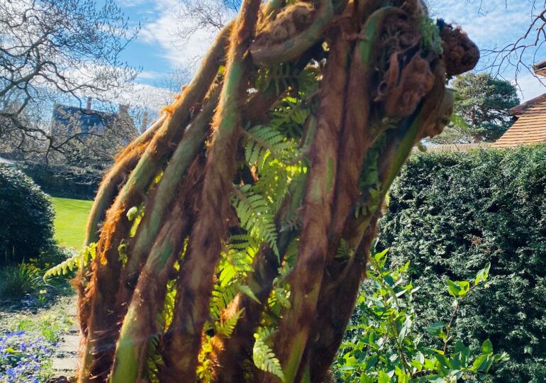 A new fern tree in the Fellows Garden