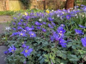 This flower is the Balkan Anemone (Anemonoides blanda) in the Fellows Garden