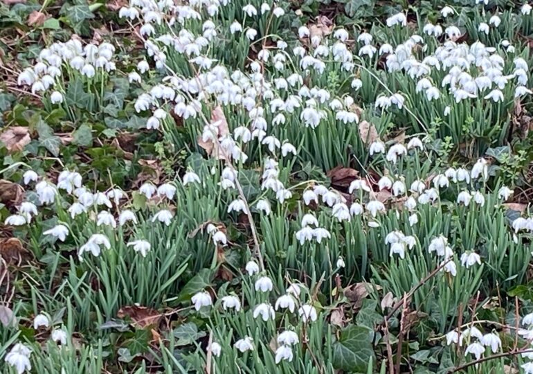 Snowdrops taken in the garden in February