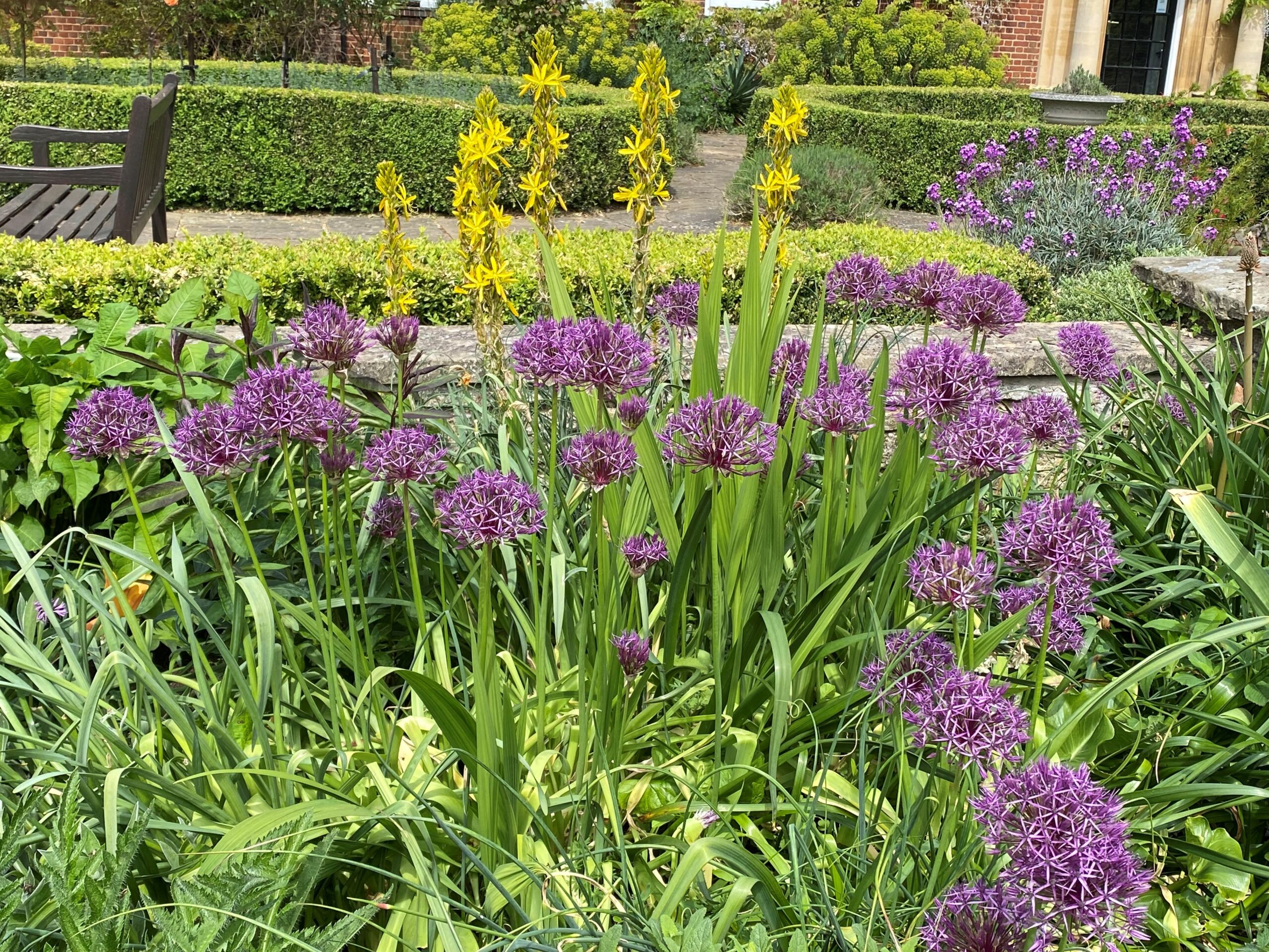 Alliums in herbaceous border
