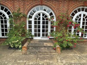 two clianthus