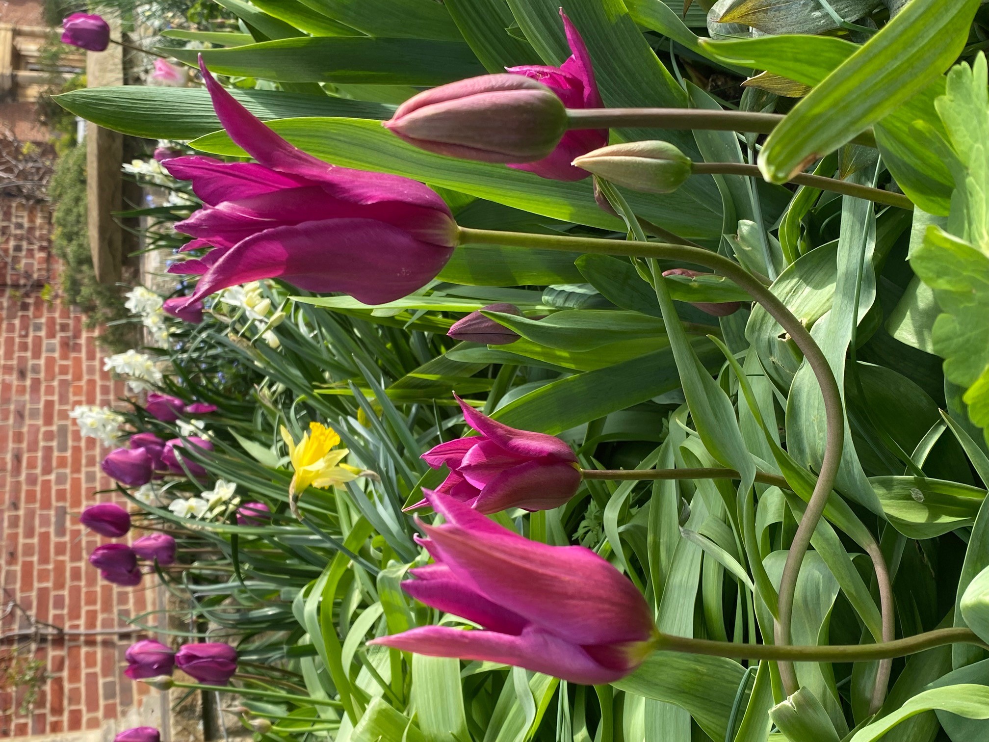 Tulips