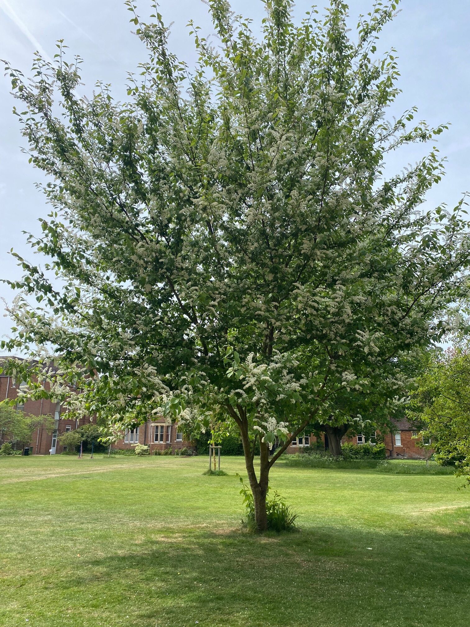 Lilac Tree