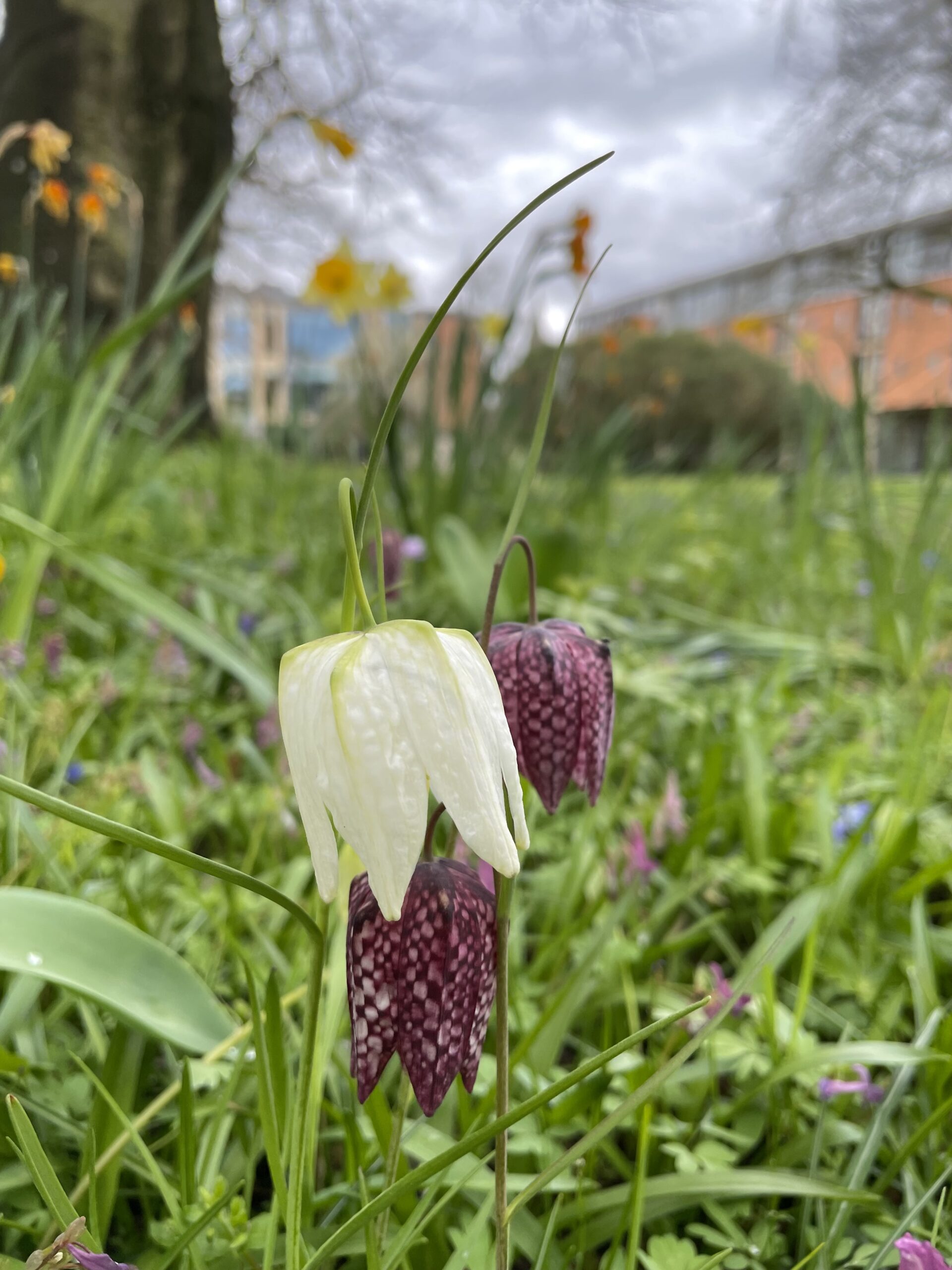 White Fritallaria Meleagris