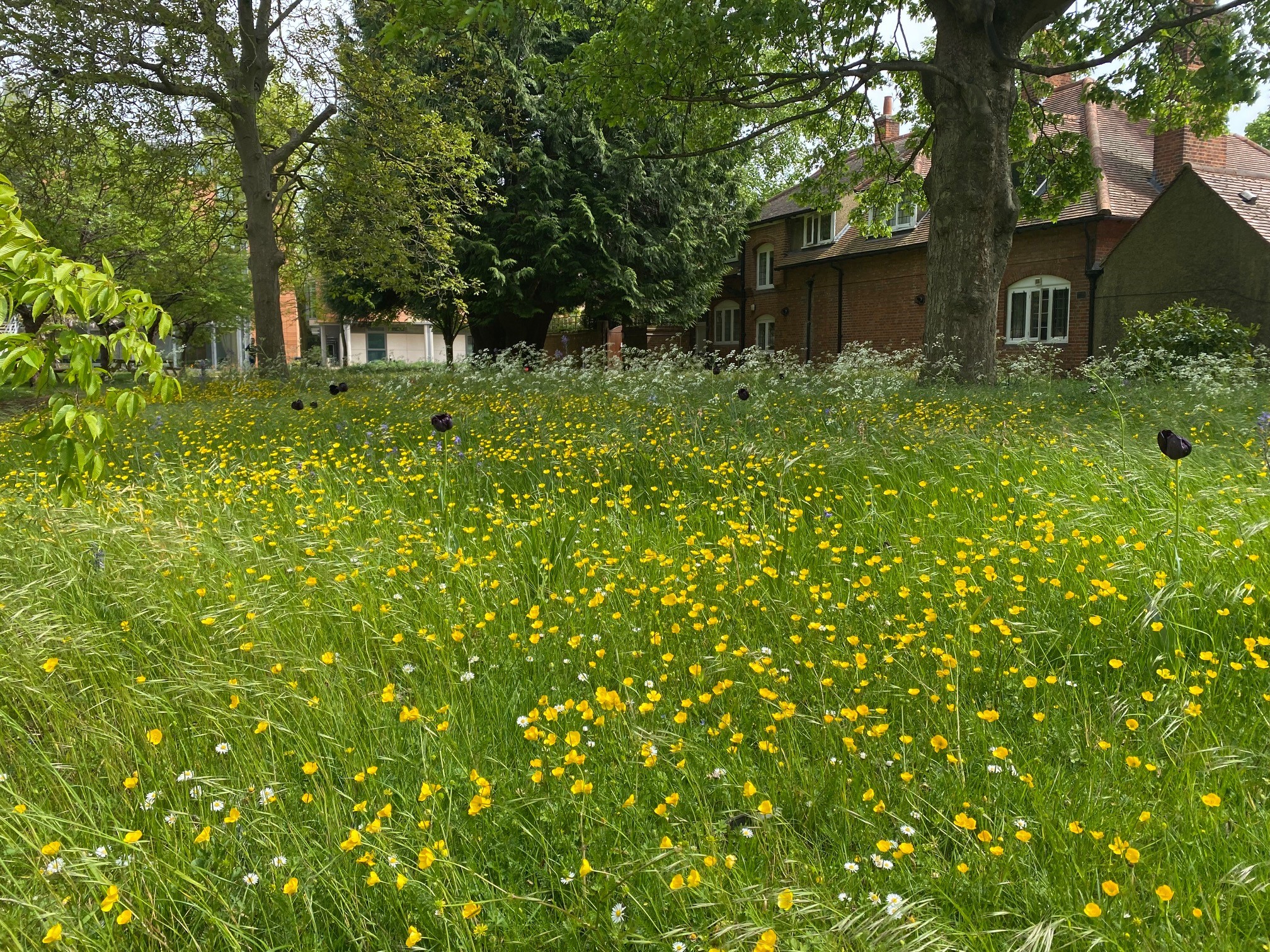 Wildflower meadow on West Lawn