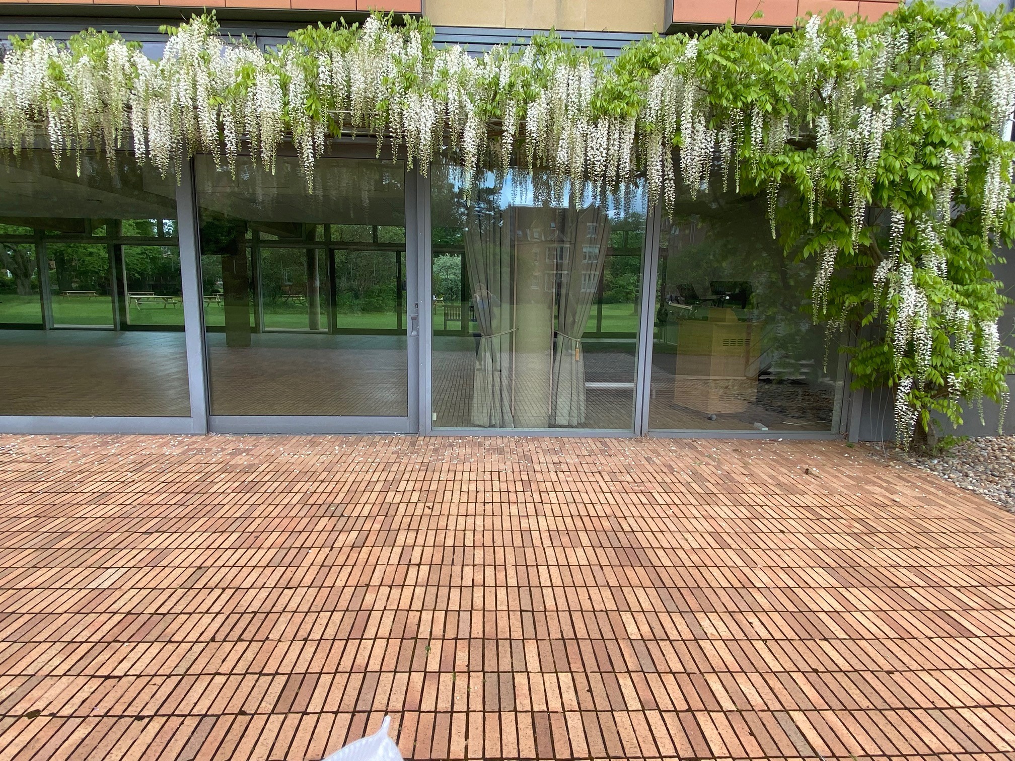 White Wisteria outside Maplethorpe