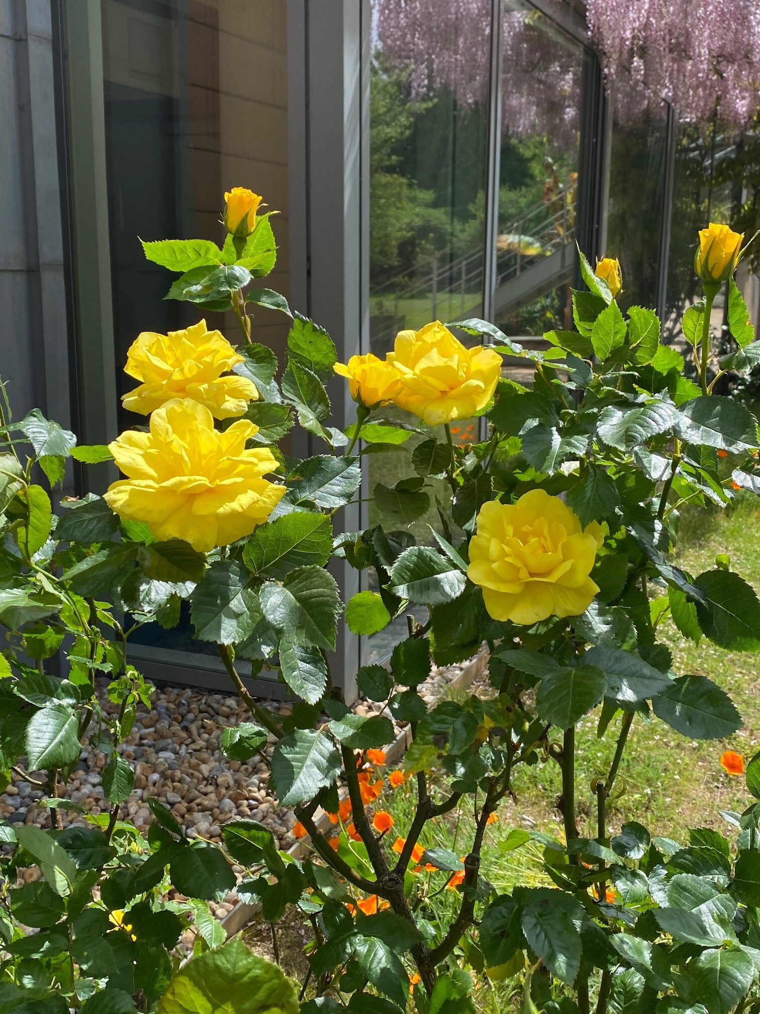 Fragrant Yellow Roses