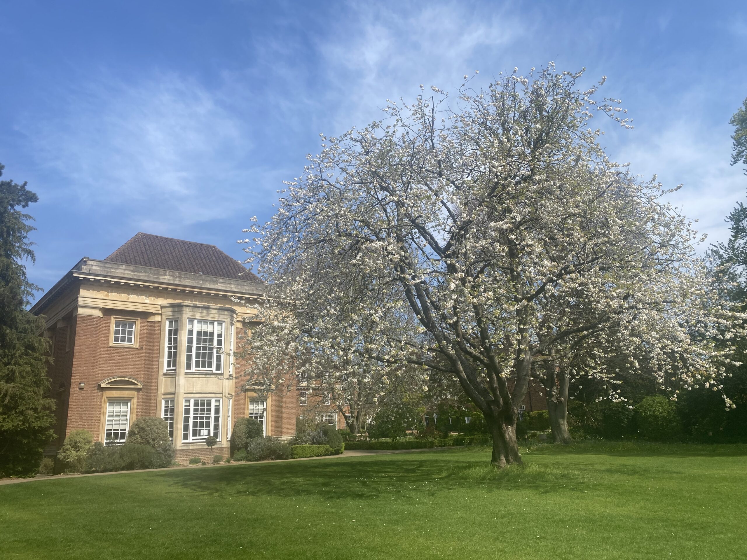 Tree in blossom