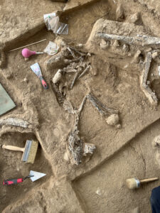 An Etruscan Wolf skeleton also found during the dig,