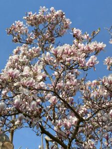 Magnolia soulangeana