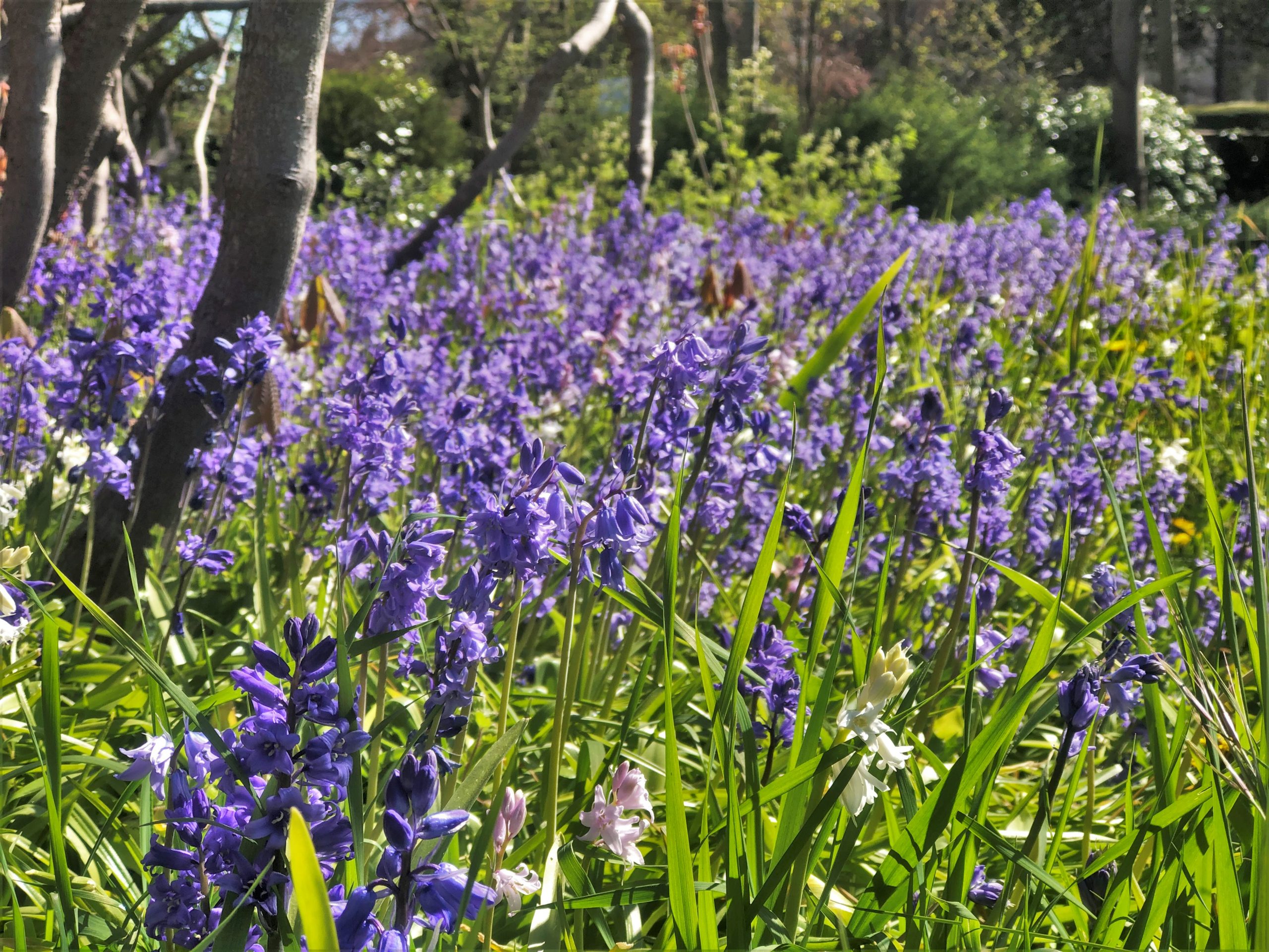Bluebells