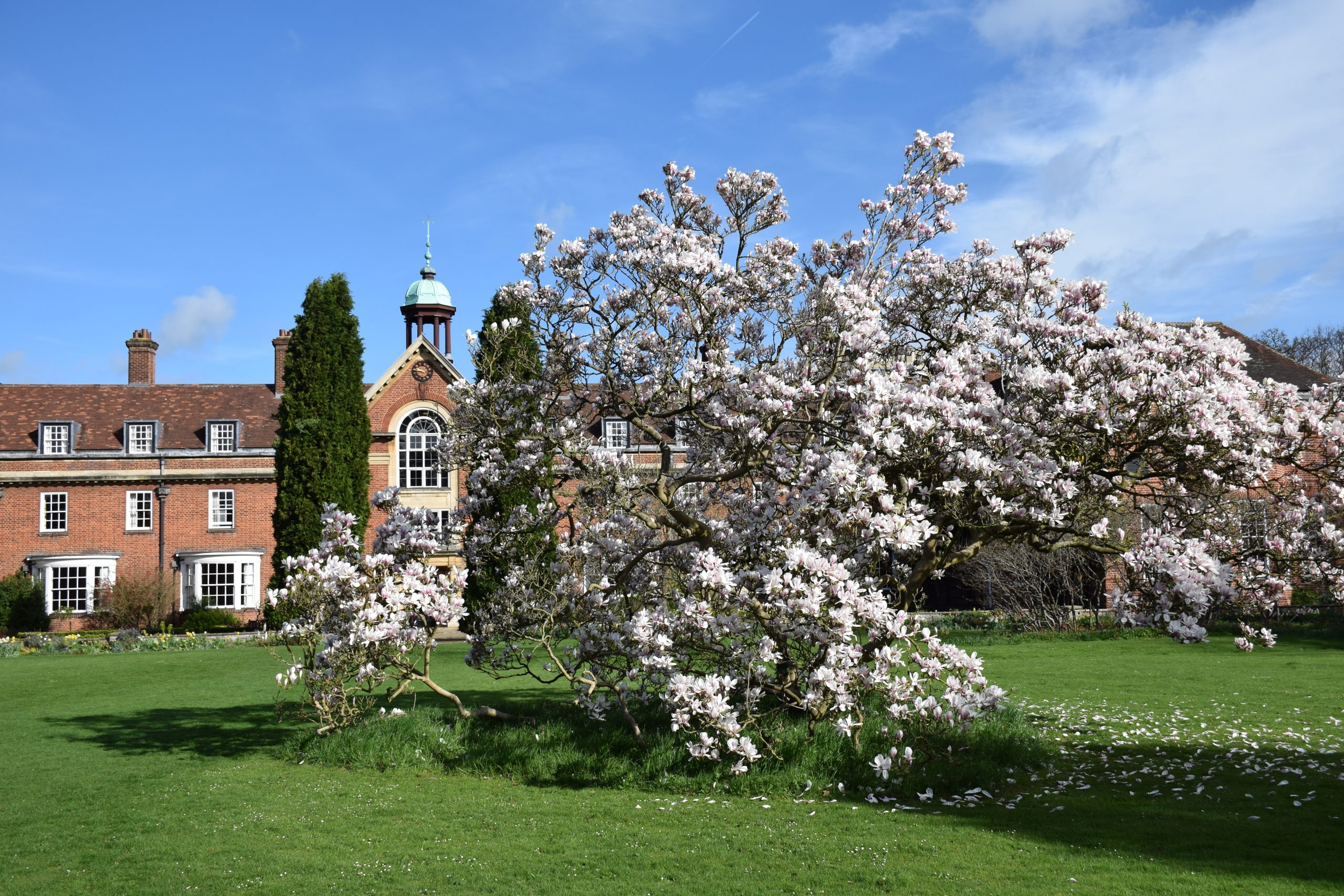 Magnolia Tree