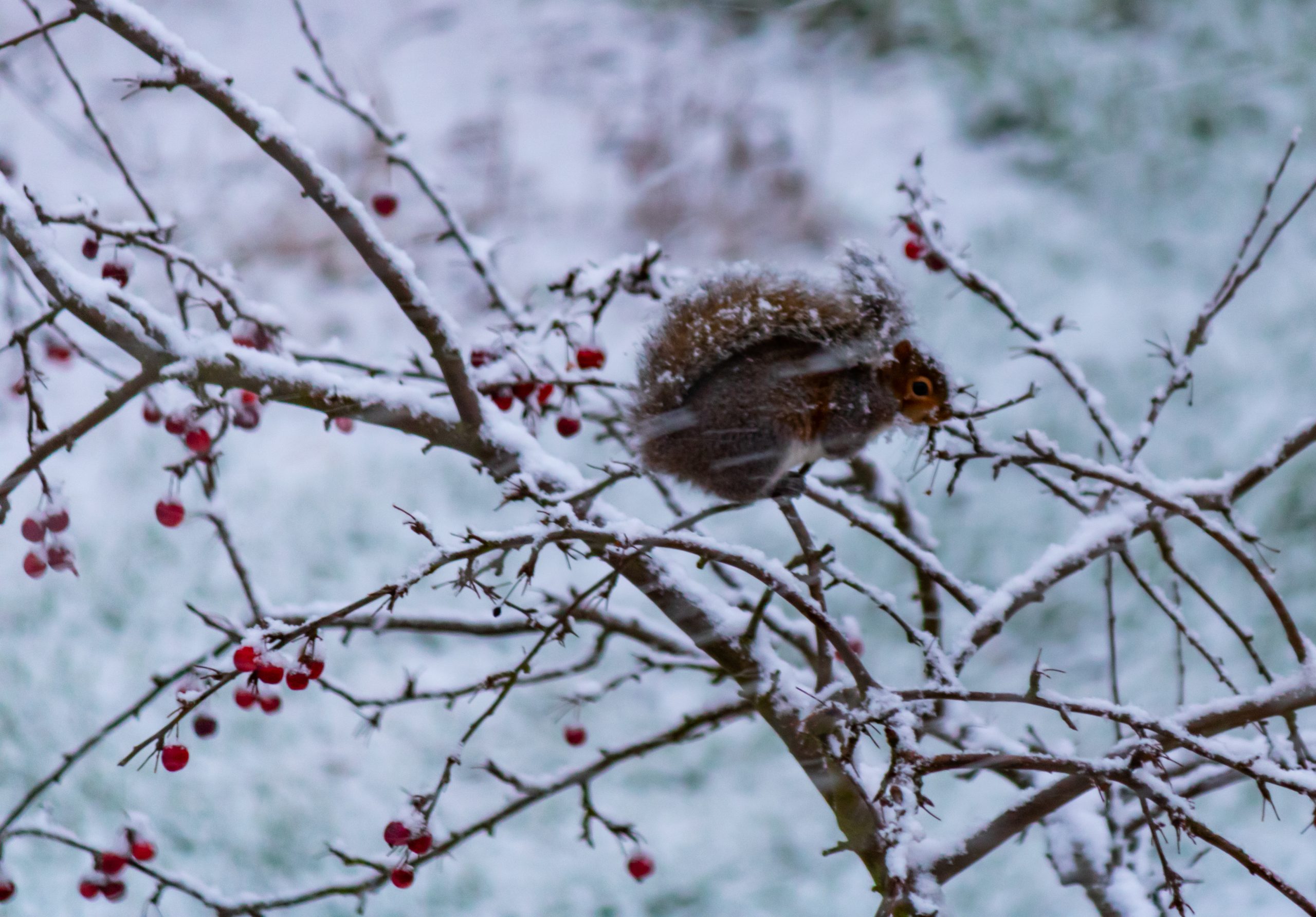 Squirrel in tree in the snow