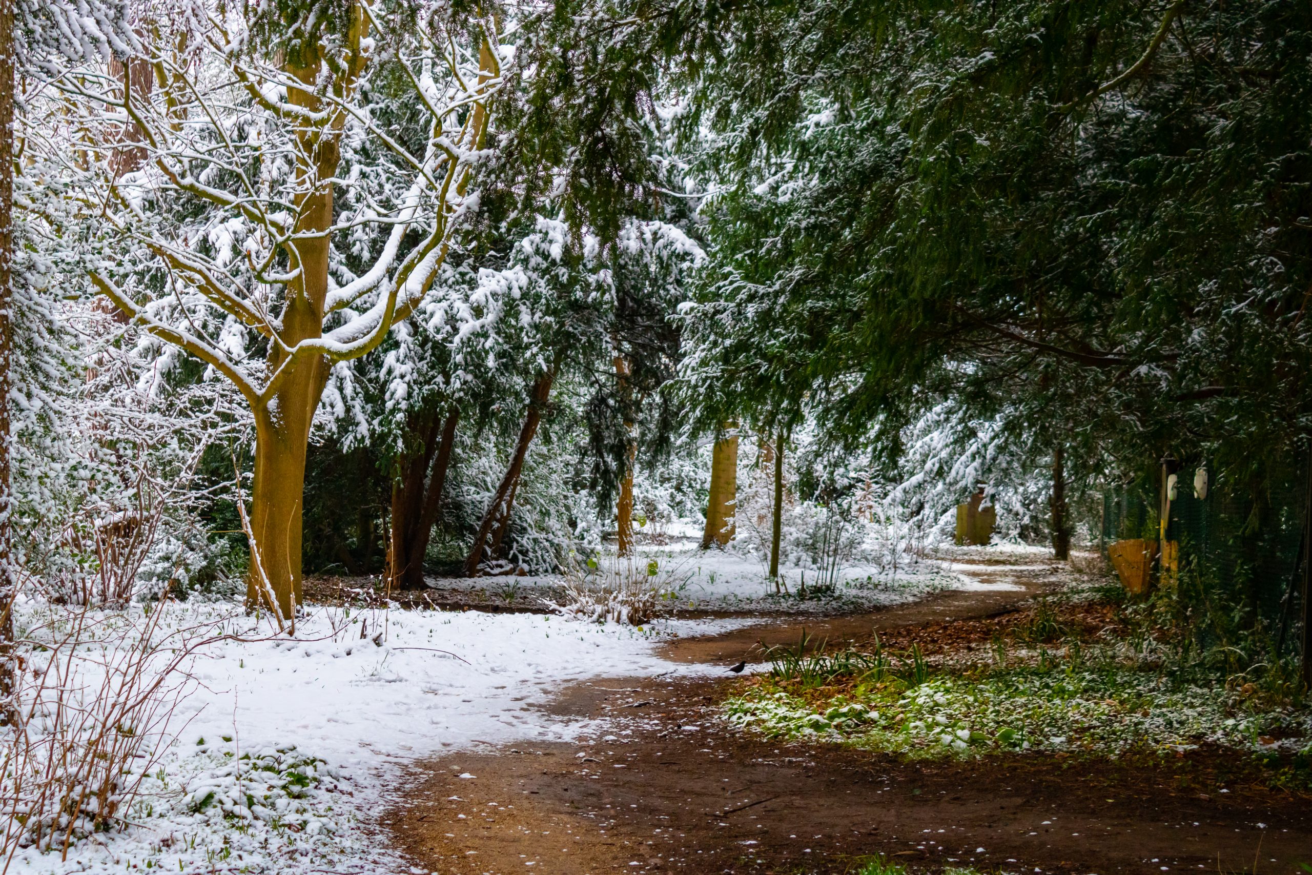 Wooded area in gardens in the snow