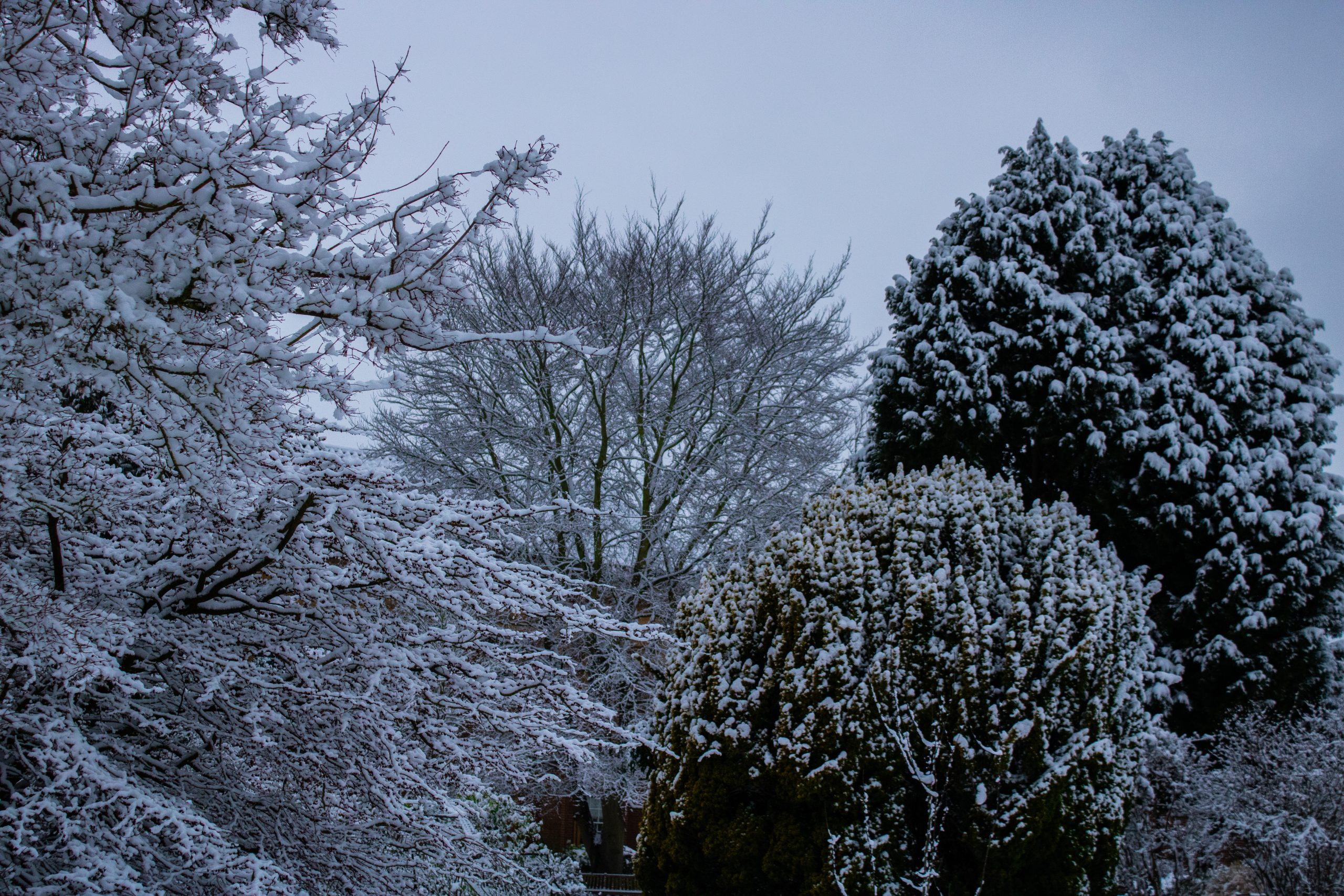 View over snow covered trees