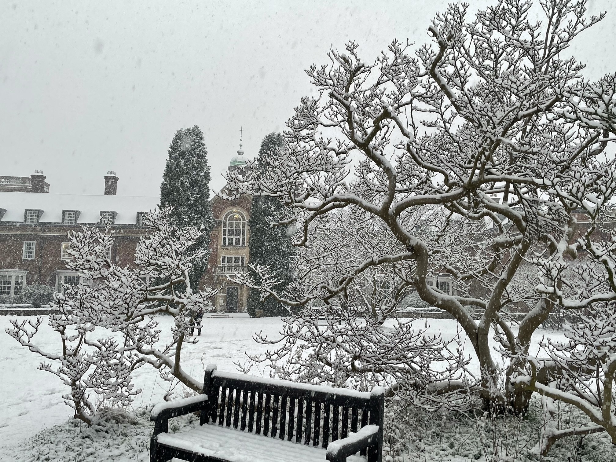 Magnolia tree in the snow