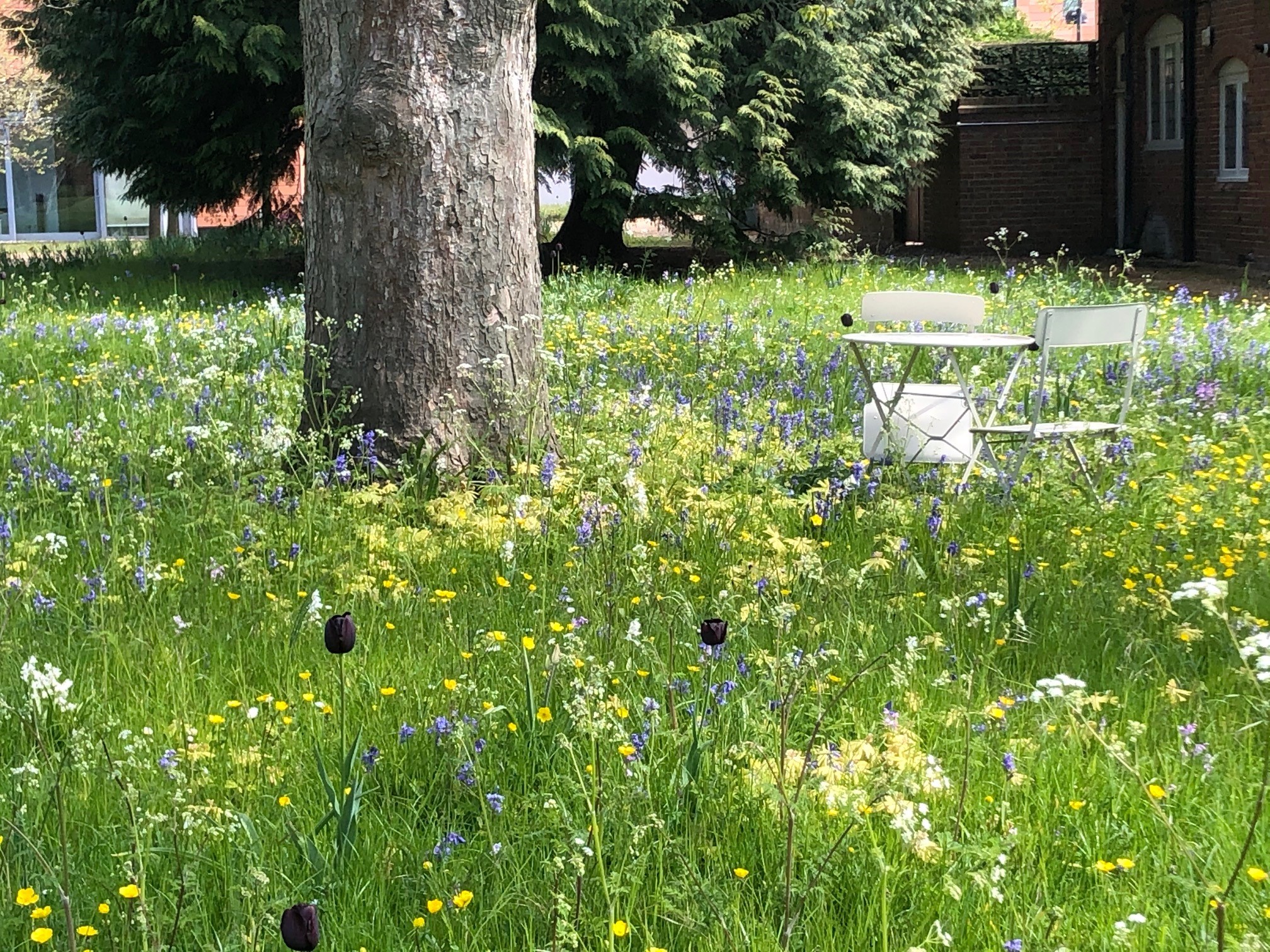 Wild Flower meadow